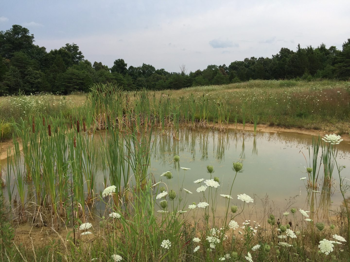 Spring-fed Tuckaway Lake surrounded by green Kentucky landscape